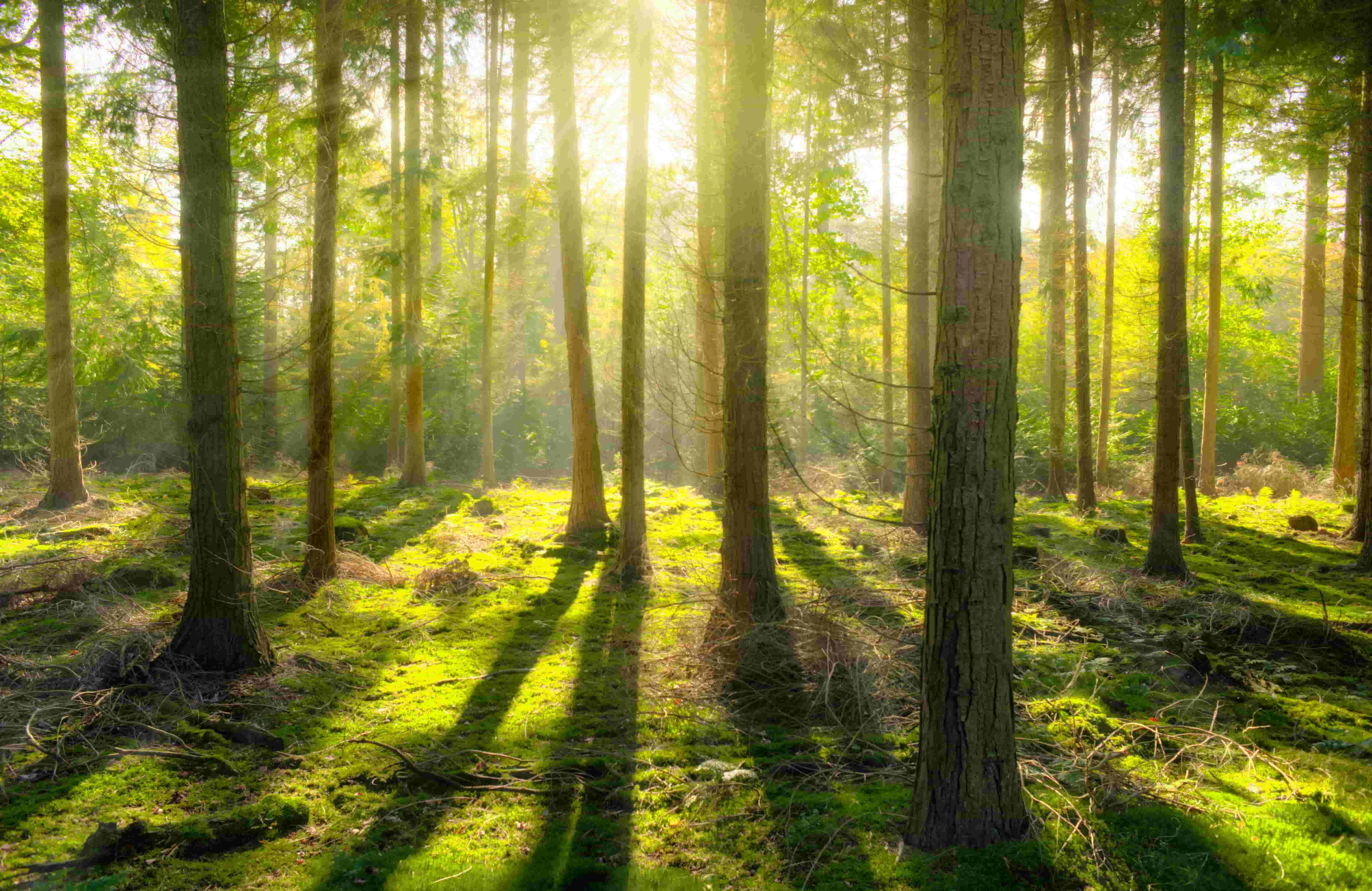 Solving Climate Change With Trees